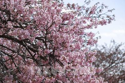 Hoa anh đào tại Nhật Bản sẽ nở sớm hơn bình thường