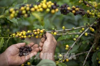 Sản lượng cà phê của Brazil dự kiến tăng ba năm liên tiếp