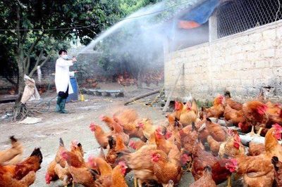 Cảnh báo nguy cơ lây nhiễm cúm A/H5N1 từ gia cầm sang người