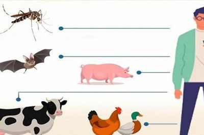 Tăng cường phòng, chống các bệnh lây truyền từ động vật sang người
