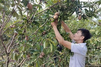 Đại Từ nâng cao giá trị nông sản