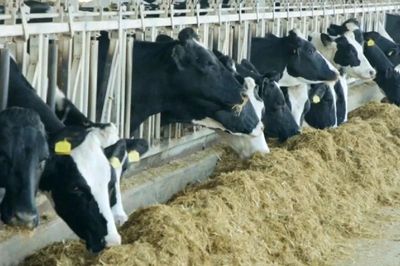 Canada giám sát hoạt động chăn nuôi bò sữa đề phòng cúm gia cầm H5N1
