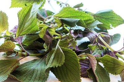Tía tô có chữa được bệnh gout không?