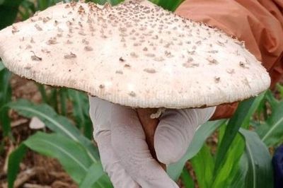 8 người trong một gia đình bị ngộ độc khi ăn nấm hái trong vườn nhà