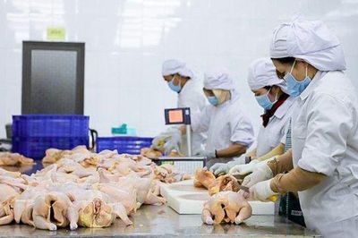Nghịch lý mạng lưới giết mổ động vật: hiện đại bỏ không, thô sơ tấp nập