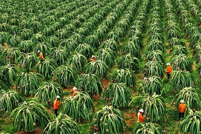 Diện tích thanh long Bình Thuận giảm hơn 7.000ha