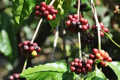 Trung Quốc tăng nhập khẩu cà phê từ Việt Nam
