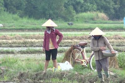 Nông dân mệt mỏi chờ sổ đỏ sau dồn điền đổi thửa