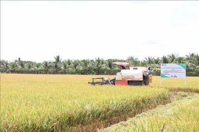 Giá lúa tại Trà Vinh tăng thêm 500 - 900 đồng/kg