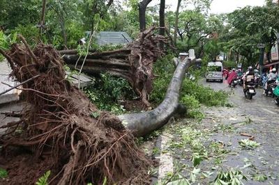 Những hình ảnh cây đổ la liệt sau khi bão số 3 quét qua Hà Nội