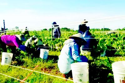 Làm vườn ở Canada