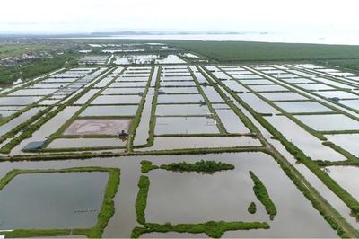 Hải Phòng: Hết hạn hợp tác dân không trả đầm, yêu cầu doanh nghiệp bồi thường hàng trăm tỷ