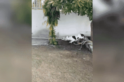 Chó Pit Bull tấn công rắn hổ mang chúa để cứu trẻ em