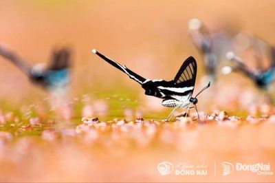 Mùa bướm Mã Đà
