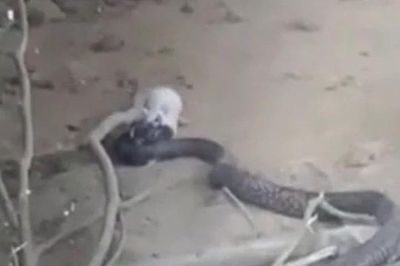 CLIP: Chuột bạch liều mình tấn công rắn hổ mang chúa và cái kết ít ai đoán được