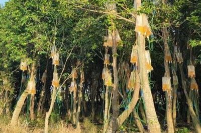 Loại cây bị tiêm chất lỏng lạ để trở thành cây đắt đỏ nhất thế giới