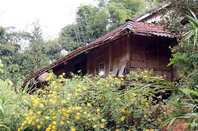 Lên Điện Biên mùa dã quỳ khoe sắc