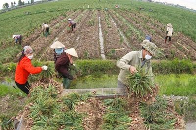 Hành và tỏi: Thơm từ mâm cỗ thơm ra đất trời
