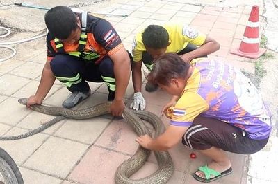 Bị chó cắn, rắn hổ mang chúa dài 3 mét trốn vào bụi tre