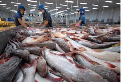 Khối thị trường CPTPP vươn lên vị trí thứ hai về nhập khẩu cá tra Việt Nam