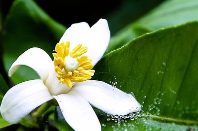 Cảm thụ văn học: Chuyện tình kể trong 'Mưa xuân'