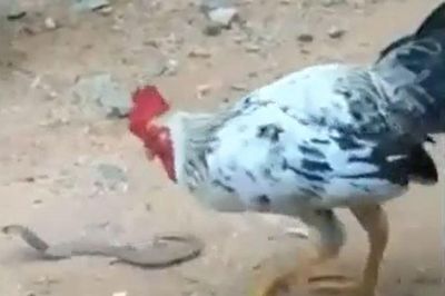 CLIP: Trông thấy rắn hổ mang chúa, gà trống có hành động khiến người xem 'choáng ngợp'
