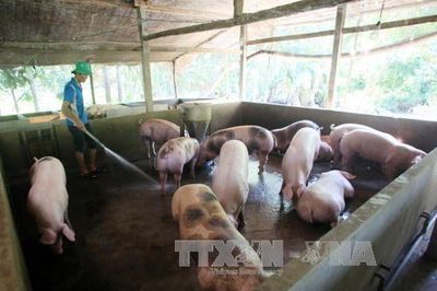 Giá lợn thịt tăng mạnh, người chăn nuôi phấn khởi