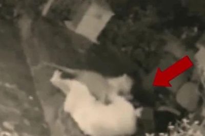 CLIP: Bị báo gấm vồ bất ngờ, người phụ nữ làm ra hành động khiến cho loài mèo lớn sợ hãi bỏ đi