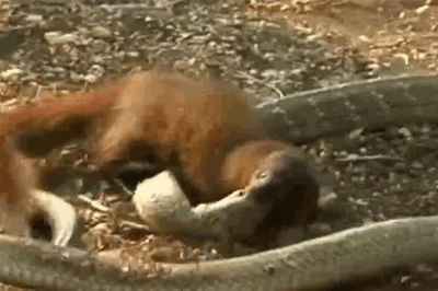CLIP: Đụng độ cầy mangut, rắn hổ mang chúa 'khủng' bị cắn nát đầu