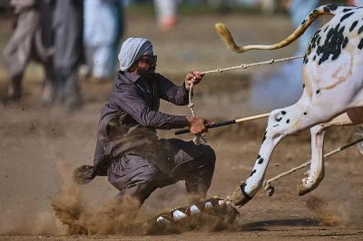 Đua bò tốc độ cao và niềm kiêu hãnh làng quê
