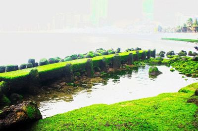 Sóng biển vỗ về rêu xanh