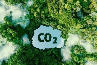 Mức chi trả, giá trao đổi, chuyển nhượng dịch vụ hấp thụ và lưu giữ carbon của rừng