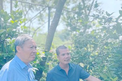 Trà hoa vàng Tam Đảo - sản phẩm dược liệu uy tín cho thu nhập cao