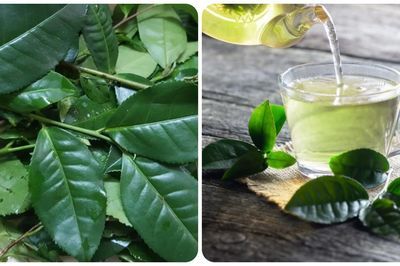 Uống nước chè xanh vào buổi sáng có tác dụng gì?