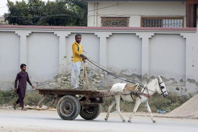 Nhu cầu từ Trung Quốc thúc đẩy giá một mặt hàng ở Pakistan trở nên giá trị hơn bao giờ hết
