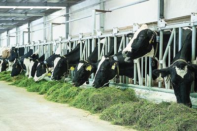Chăn nuôi giảm phát thải khí nhà kính