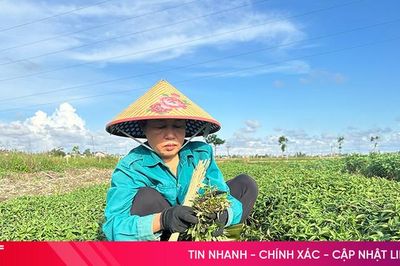 Trồng rau gia vị, đầu tư ít, hiệu quả cao