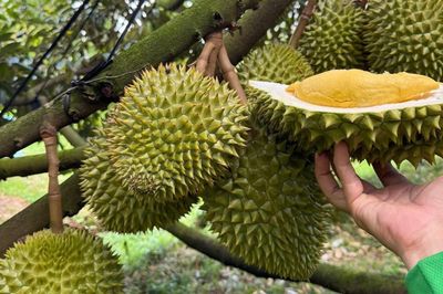 Phó thủ tướng yêu cầu làm rõ việc sầu riêng 'tắc đường' xuất khẩu