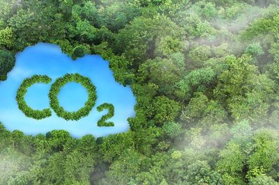 Tín chỉ carbon rừng Việt Nam trước 'cửa sổ' thị trường quốc tế