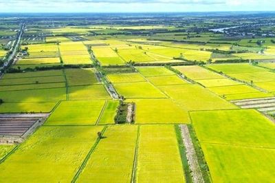 Giá đất nông nghiệp vài trăm nghìn đồng/m², quá thấp so với đất ở: Có nên tăng?
