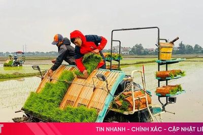 Triển khai 4.000 ha sản xuất lúa giảm phát thải, tạo tín chỉ Carbon