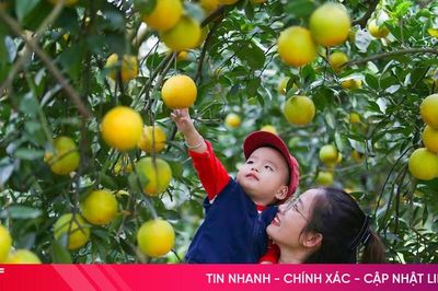 Du khách thích thú 'check-in' những vườn cam trĩu quả tại Hà Tĩnh