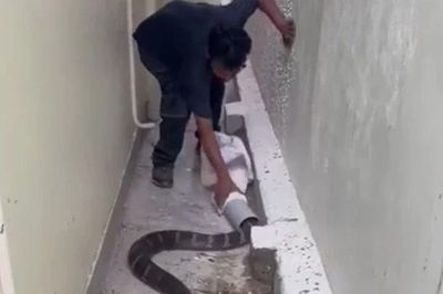 Người đàn ông dùng ống nhựa bắt sống rắn hổ mang chúa khổng lồ