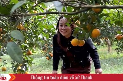 Sắc cam vàng trong nắng xuân