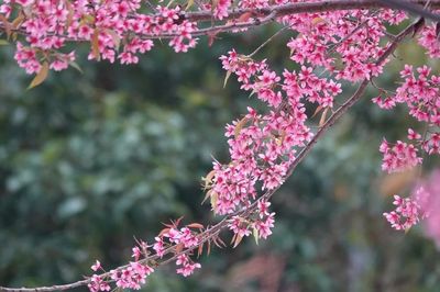 Chơi hoa ngày Tết Nguyên đán: Gửi gắm may mắn, bình an trong sắc Xuân