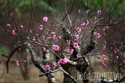 Sắc đào chạm Tết