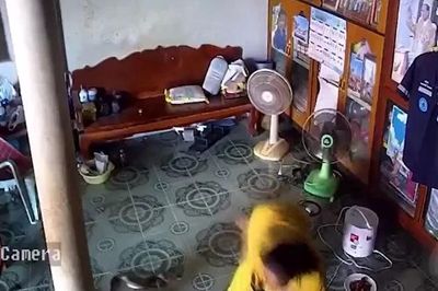 Rắn hổ mang chúa bò vào phòng khách, cụ bà 66 tuổi thoát nạn trong gang tấc