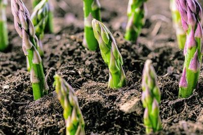 Loại rau được ví là 'vua của các loại rau', bán đầy chợ Việt nhưng nhiều người chưa biết hết công dụng