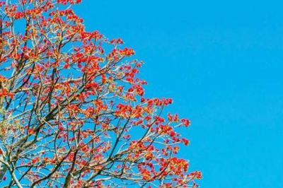 Hoa vông nem vào mùa nở rộ như 'lửa đỏ' khắp núi Bà Đen