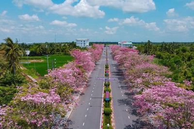 Đường hoa kèn hồng nở rộ ở Cần Thơ, du khách đổ về check-in